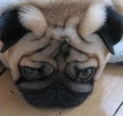 Bild: commotion setzt sich mit neuem Internetauftritt in Szene - Live-Marketing ist Handarbeit