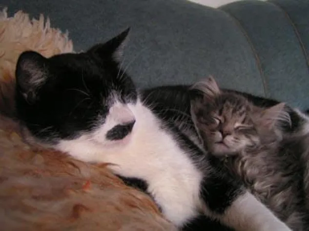 Bild: Der Katzenhaushalt – Die Haltung mehrerer Katzen