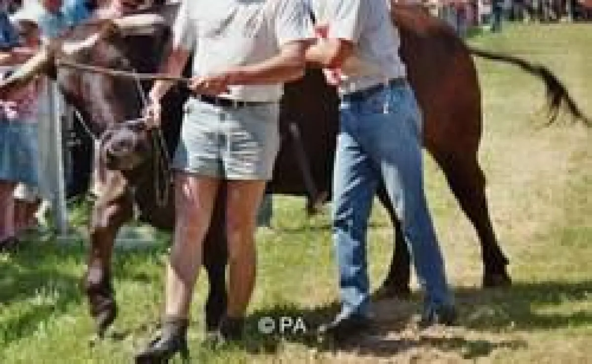 Foto: Ochsenrennen in Illertissen