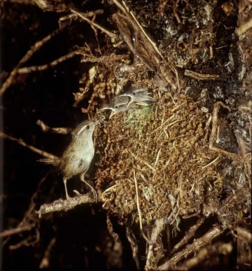 Zaunkönig am nest