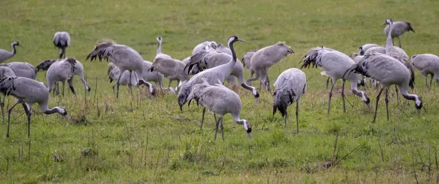 Faszination Natur: Kraniche auf der Insel Rügen Bild: Faszination Natur: Kraniche auf der Insel Rügen