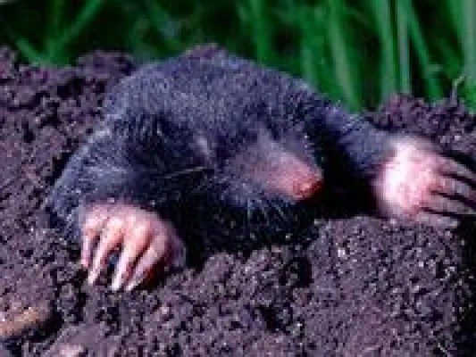 Bild: Rentner wollte Maulwurf mit Starkstrom erlegen - jetzt ist er selbst tot