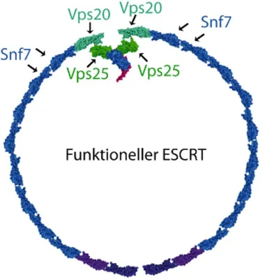 Bild: BASTELARBEIT ZELLULÄRER TRANSPORTKOMPLEXE