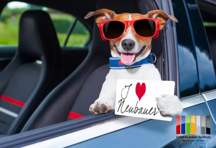 Bild: Hund und Auto - das muss man beachten
