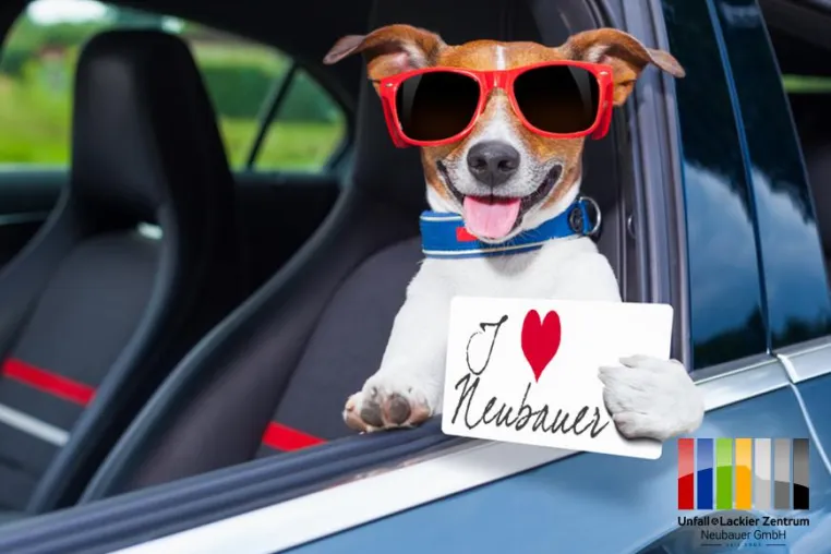Bild: Hund und Auto - das muss man beachten