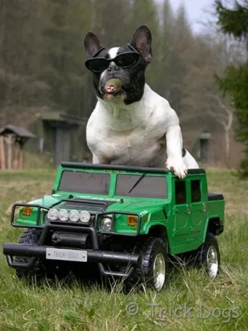 Bild: TRICK-DOGS suchen - Die SUPERPFOTE ®