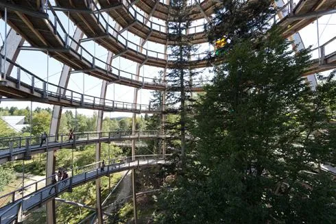 Bild: Baumwipfelpfad Bayern: Dem wilden Wald begegnen