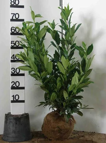Bild: Neue Hecken-Pflanzen in 2015 - Prunus-Heckenstrauch Genolia und Ilex Dark Green