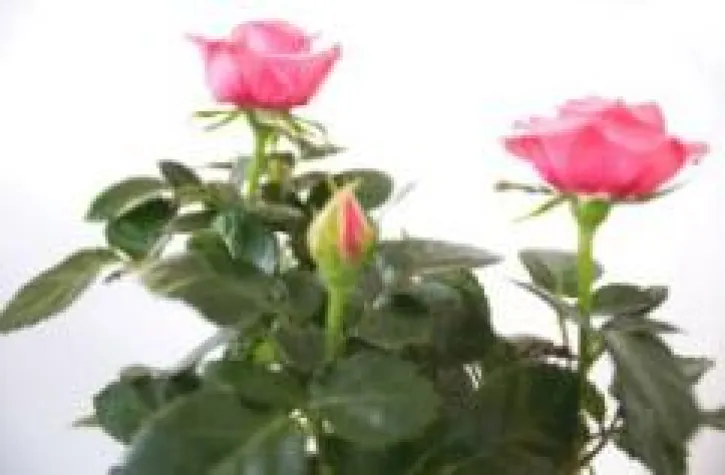 Bild: DoctorPlant Gartentipp im Juni: Rosen richtig pflanzen und pflegen