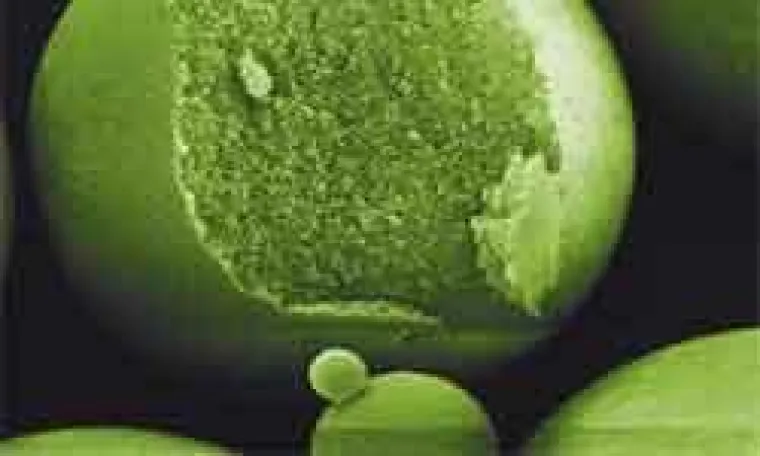 Neues Masterprogramm „NanoBiosciences & NanoMedicine“ startet im Herbst 2011 Bild: Neues Masterprogramm „NanoBiosciences & NanoMedicine“ startet im Herbst 2011
