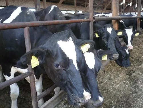 Bild: Moderne Tiermediziner müssen heute mehr können als „nur“ Tiermedizin