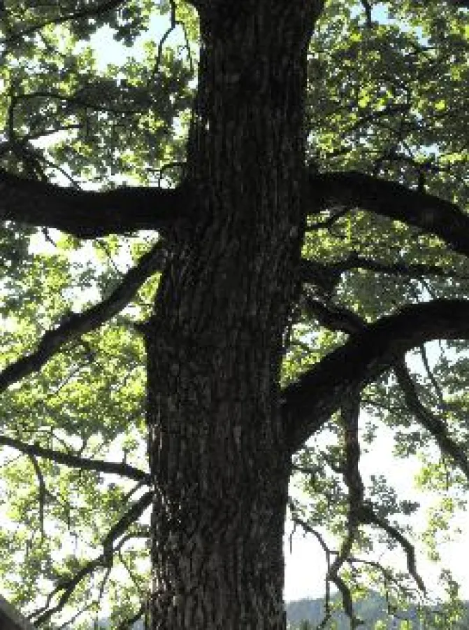 Der Wald als Synonym für Ruhe und Ewigkeit