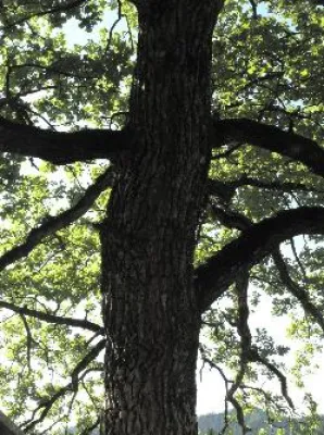 Bild: Der letzte Weg, führt immer öfter in den Wald