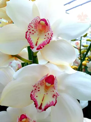 Bild: Orchideenschau in Bern vom 18. - 21. Februar 2016 mit Orchideen, die schon Konfuzius kannte