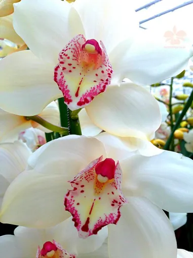Bild: Orchideenschau in Bern vom 18. - 21. Februar 2016 mit Orchideen, die schon Konfuzius kannte