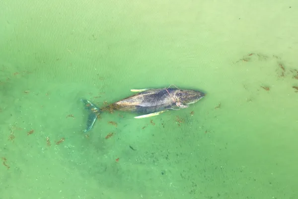 Bild: „Im Zentrum steht das Wohlergehen des Wals“