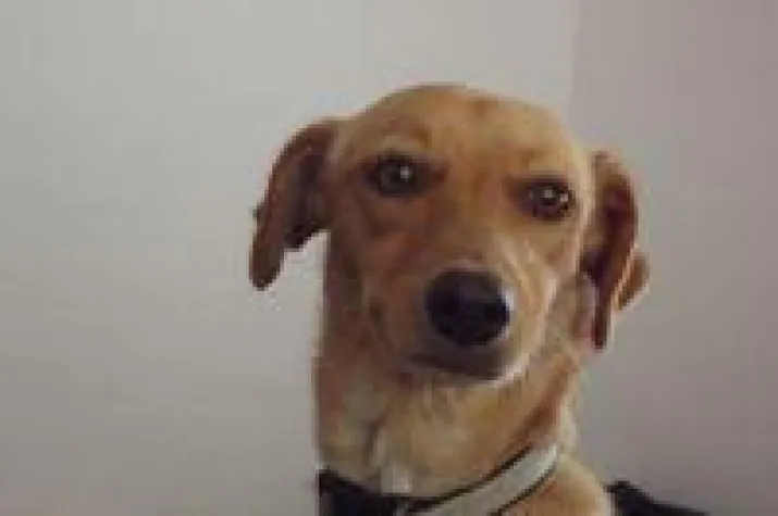 Bild: SOS - Engel der Straßenhunde und streunenden Katzen in Belize in Not