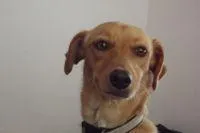 Bild: SOS - Engel der Straßenhunde und streunenden Katzen in Belize in Not