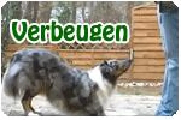 Bild: Tricks und andere Übungen :: Hundebeschäftigung zum Nachmachen