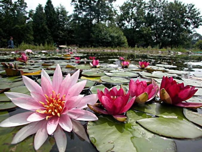 Hausmesse rund um das Thema Teichbau bei NaturaGart. Bild: Hausmesse rund um das Thema Teichbau bei NaturaGart.