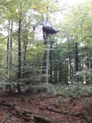 Bild: Sofortiger Räumungs- und Rodungsstopp im Dannenröder Wald und Herrenwald!