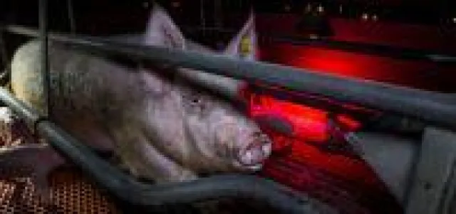 Erfolg: EU-Petition erreicht über 1,5 Millionen Unterschriften - Ende der Käfighaltung gefordert Bild: Erfolg: EU-Petition erreicht über 1,5 Millionen Unterschriften - Ende der Käfighaltung gefordert