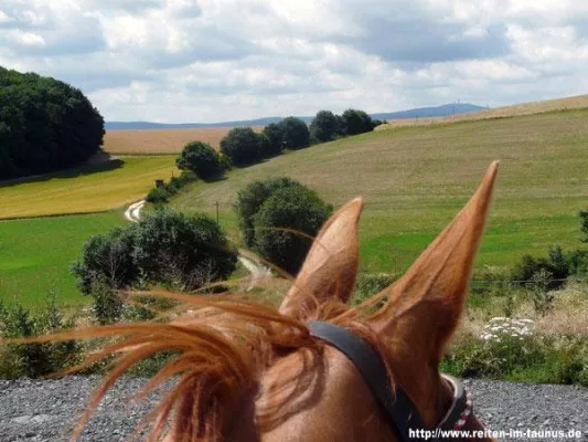 Bild: Der Reitbetrieb Birkenhof bei Frankfurt a.M. überzeugt mit vielfältigen Angeboten