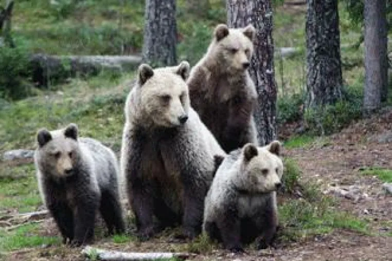 Bild: Bären- und Elch-Safari an der Finnischen Grenze – Suomi Travel GmbH bietet außergewöhnliche Naturreisen
