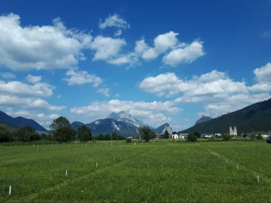 Bild: Uralte Symbiose zwischen Pflanzen und Pilzen: Wichtige Hinweise für nachhaltige Landwirtschaft