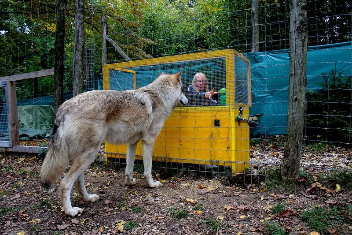 Wolves are better in causal reasoning than dogs. (Michelle Lampe/Wolf Science Center)