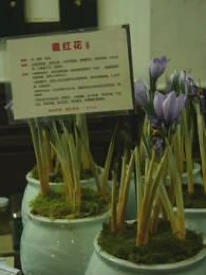 Heilpflanze in einer chinesischen Apotheke