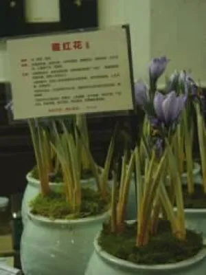 Bild: Chinesische Lebens-Kultur entdecken