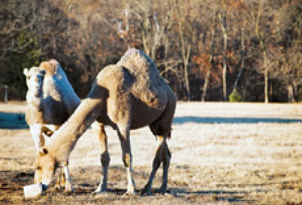 Bild: Zur Philosophie des Bewusstseins - Fragen, die nicht alltäglich sind