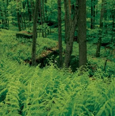 Bild: Pennsylvania zeigt seine grüne Seite - Neue CD-ROM mit Wanderkarten, grüne Oasen, starke Umweltinitiativen