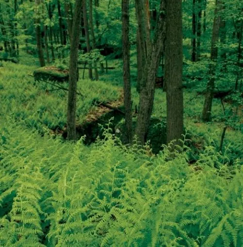 Bild: Pennsylvania zeigt seine grüne Seite - Neue CD-ROM mit Wanderkarten, grüne Oasen, starke Umweltinitiativen