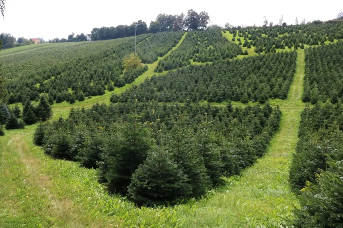 Weihnachtsbaum Plantage: Weihnachtsbaum-Zentrale Deutschland