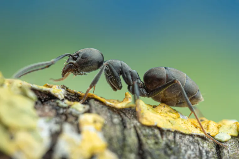 Bild: Mitonukleare Inkompatibilität und außerpaarliche Jungvögel: Eine Erklärung für verschobene Geschlechterverhältnisse  