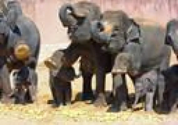 Bild: Minifanten-Quartett komplett