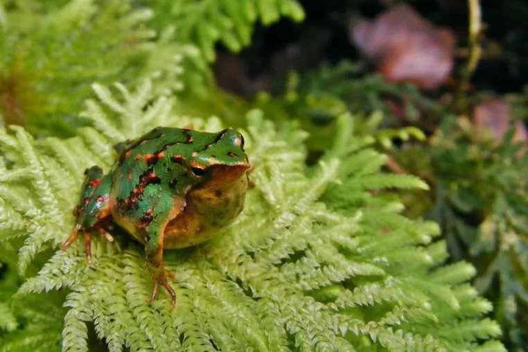 Bild: Darwins Frosch vom Aussterben bedroht