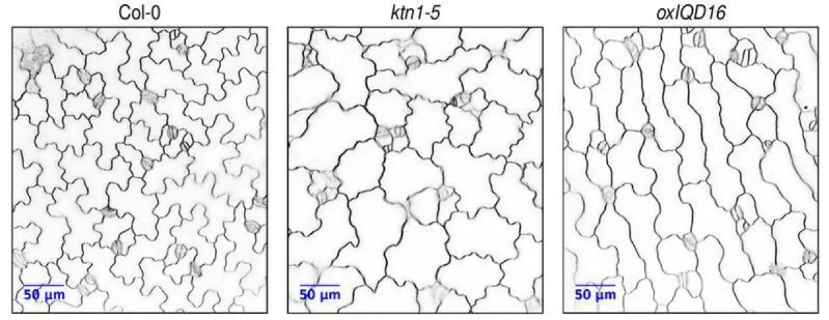 Epidermiszellen von A. thaliana. Links: die normalen Zellformen von Wildtyppflanzen; Mitte und rechts: veränderte Zellformen von diversen Mutanten. Nicht immer sind die Unterschiede klar erkennbar. (F