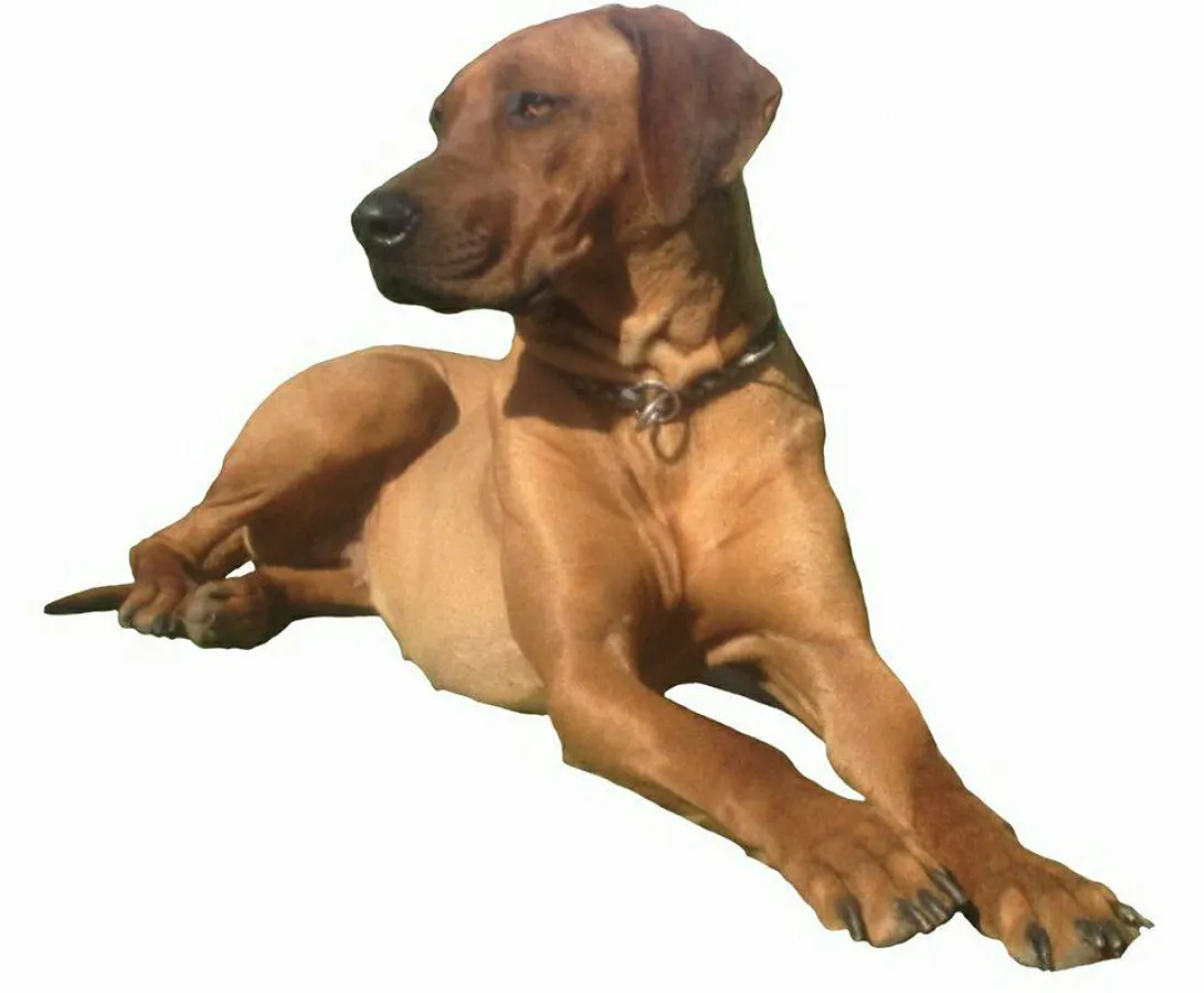 Hundebetten Ratgeber