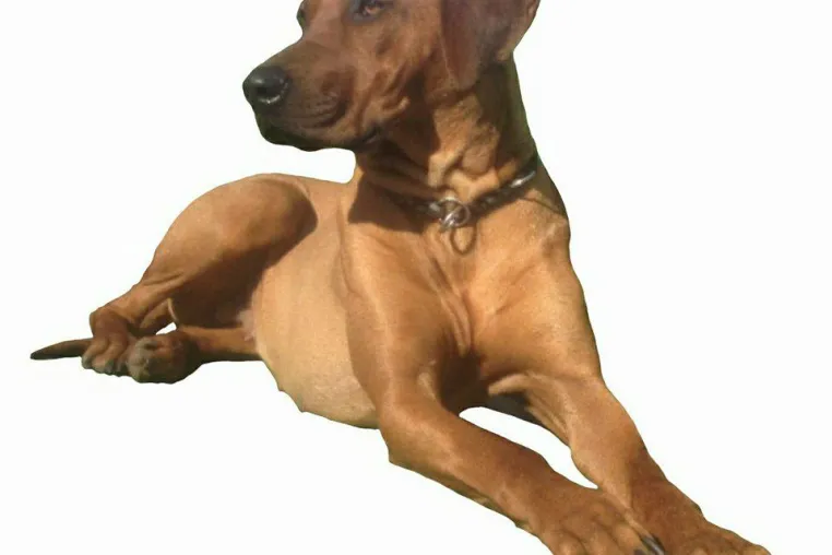 Bild: Hundebetten