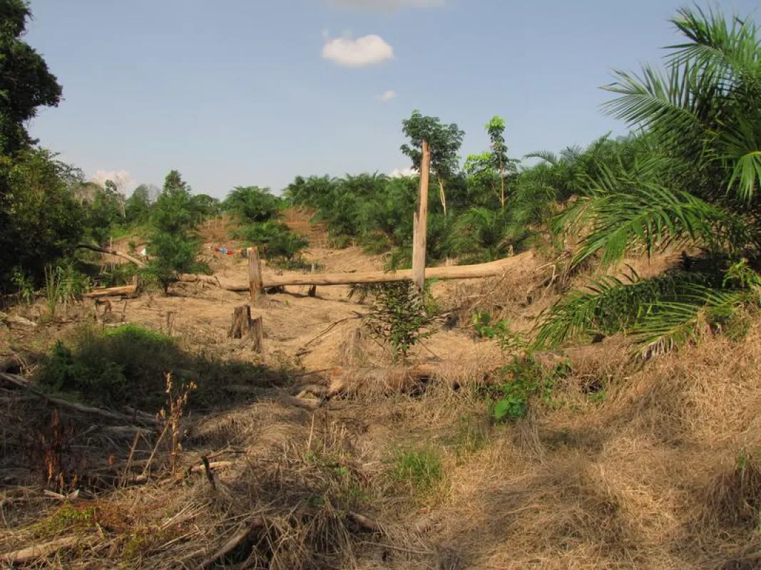 A recently established smallholder oil-palm plantation in the Jambi region of Sumatra, Indonesia. (Photo: Andrew Barnes)