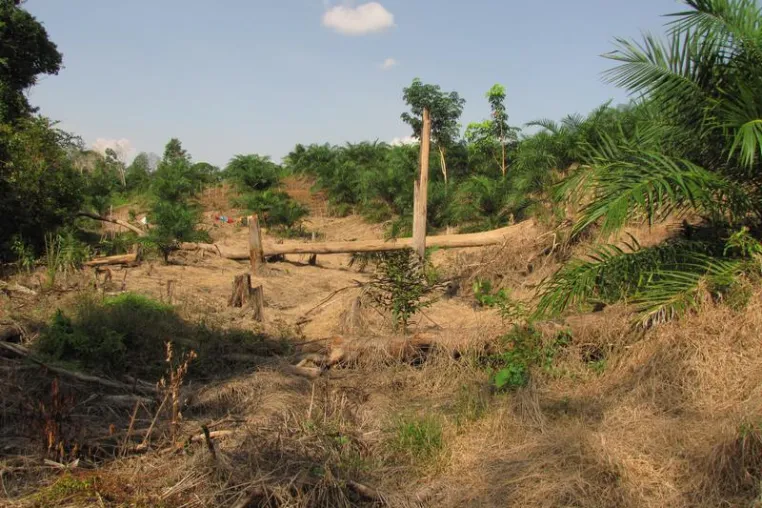 From bacteria to birds: tropical plantations disrupt biodiversity Bild: From bacteria to birds: tropical plantations disrupt biodiversity