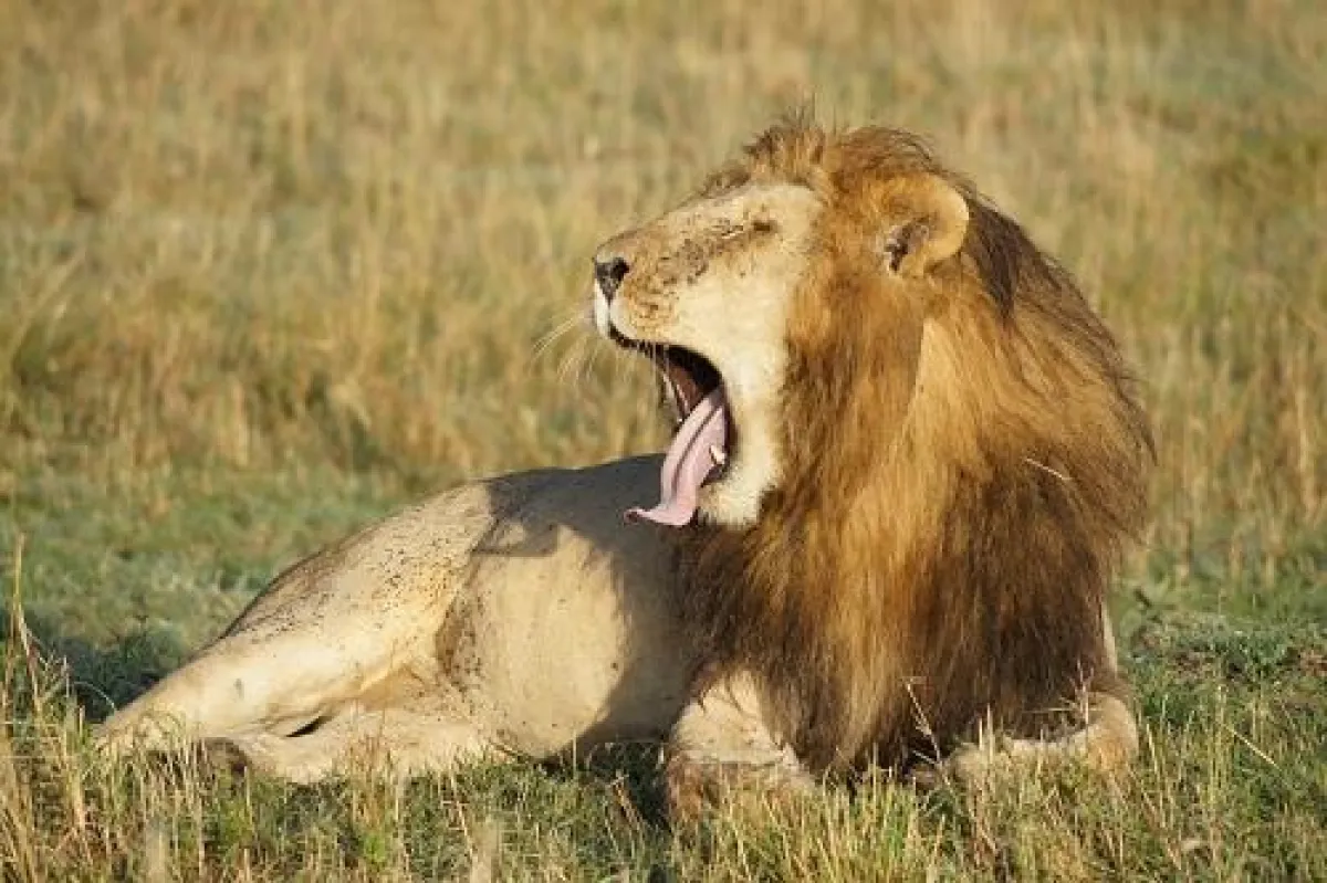Den König der Savanne hautnah erleben
