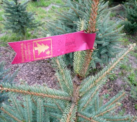 Bild: Weihnachtsbäume zum selbst Schlagen im Agrifinder schnell gefunden