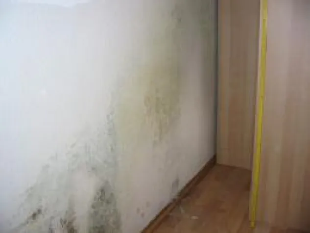 Bild: Wärmedämmung stoppt den Schimmel - Energetische Modernisierung löst das Pilzproblem dauerhaft