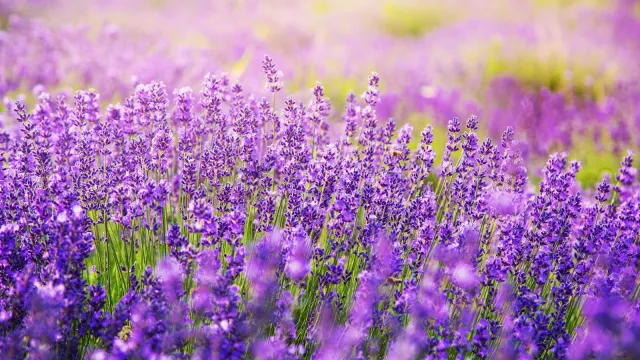 Bild: Varnacare bringt Lavendel-Hautpflegeprodukte auf den Markt