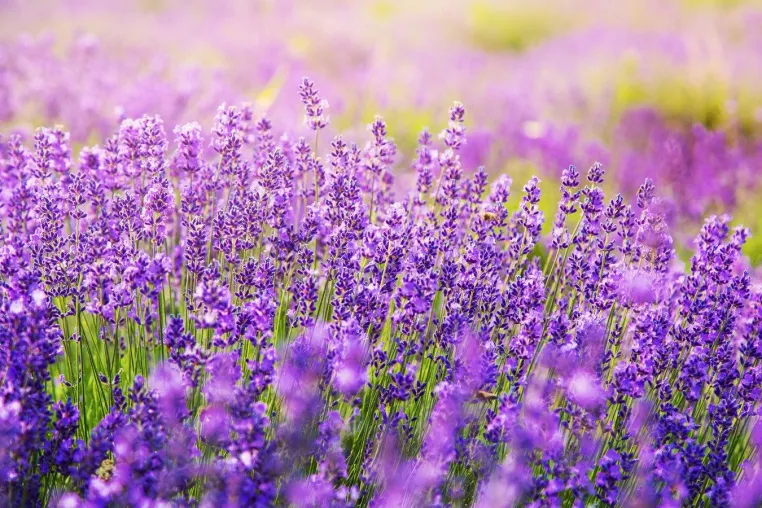 Bild: Varnacare bringt Lavendel-Hautpflegeprodukte auf den Markt