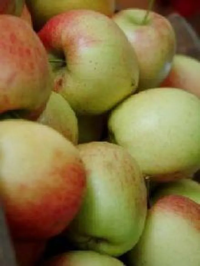 Apfelfest in Bad Waldliesborn